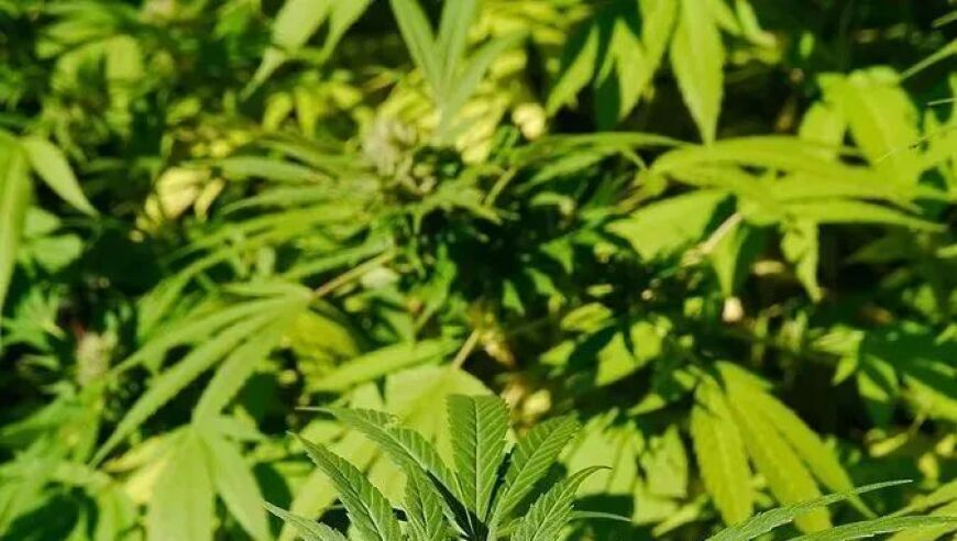 素颜也好看的春季穿搭,澳门金光佛免费资料大全,广泛的解释落实支持计划_免费版V6.53