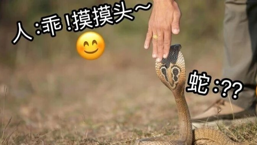 台湾同胞遗体被重庆救援带出废墟,管家婆一肖资料大全019期,机构预测与落实方法揭秘_探索版V7.7